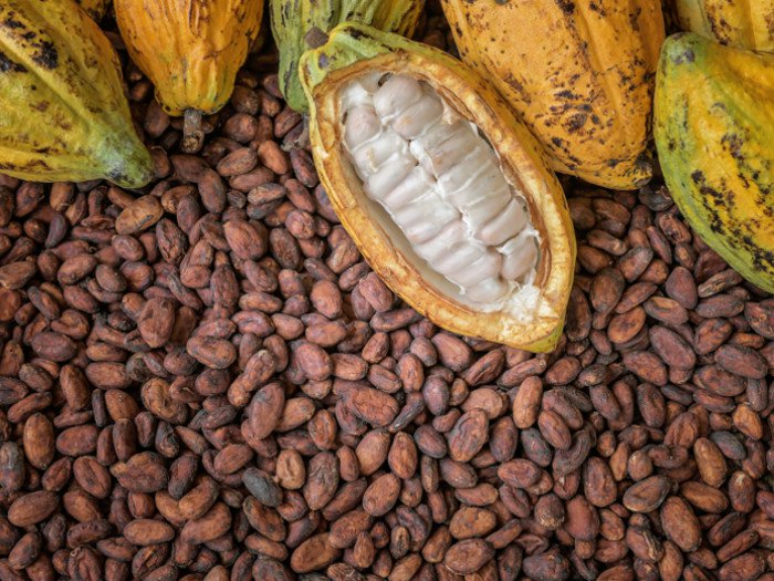 Cocoa Techno Agro Strategists